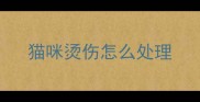 猫咪烫伤怎么处理