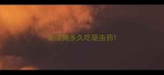 泰迪狗多久吃驱虫药