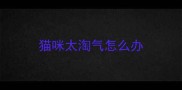 猫咪太淘气怎么办