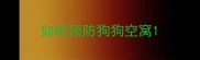 如何预防狗狗空窝