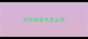 30天的金毛怎么养
