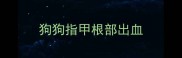 狗狗指甲根部出血