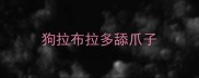 狗拉布拉多舔爪子