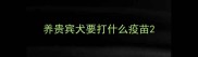 养贵宾犬要打什么疫苗