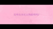 拉布拉多比土狗聪明吗