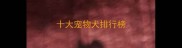 十大宠物犬排行榜