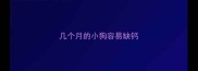 几个月的小狗容易缺钙