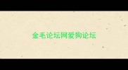 金毛论坛网爱狗论坛