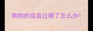 狗狗的疫苗过期了怎么办