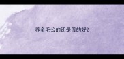 养金毛公的还是母的好