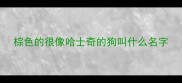 棕色的很像哈士奇的狗叫什么名字