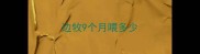 边牧9个月喂多少
