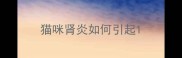 猫咪肾炎如何引起