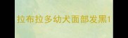 拉布拉多幼犬面部发黑