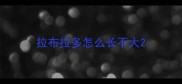 拉布拉多怎么长不大