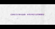 边境牧羊犬换毛指南科学护理与全周期管理