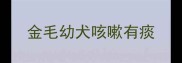 金毛幼犬咳嗽有痰
