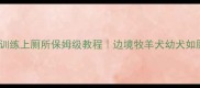 边牧6个月训练上厕所保姆级教程边境牧羊犬幼犬如厕训练全攻略