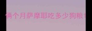 俩个月萨摩耶吃多少狗粮