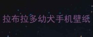 拉布拉多幼犬手机壁纸
