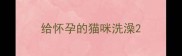 给怀孕的猫咪洗澡