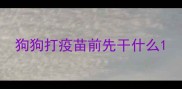 狗狗打疫苗前先干什么