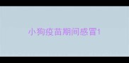 小狗疫苗期间感冒