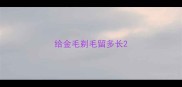 给金毛剃毛留多长