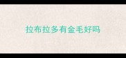 拉布拉多有金毛好吗