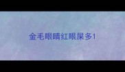 金毛眼睛红眼屎多