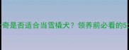 哈士奇是否适合当雪橇犬领养前必看的5大真相