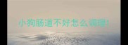小狗肠道不好怎么调理