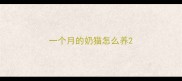 一个月的奶猫怎么养