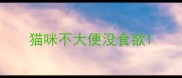 猫咪不大便没食欲