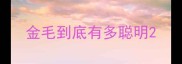 金毛到底有多聪明
