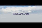 边牧幼犬多大安静
