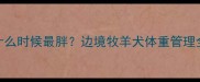 边牧什么时候最胖边境牧羊犬体重管理全指南