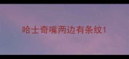 哈士奇嘴两边有条纹