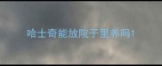 哈士奇能放院子里养吗