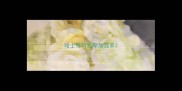 哈士奇阿拉斯加混养