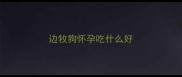 边牧狗怀孕吃什么好