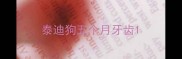 泰迪狗五个月牙齿