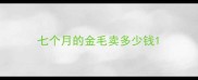 七个月的金毛卖多少钱