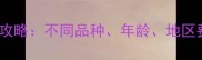 宠物医院驱虫费用全攻略不同品种年龄地区费用清单及避坑指南