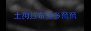 土狗拉布拉多窜窜