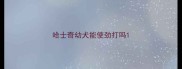 哈士奇幼犬能使劲打吗