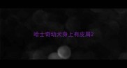 哈士奇幼犬身上有皮屑