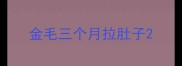 金毛三个月拉肚子