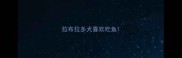 拉布拉多犬喜欢吃鱼