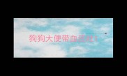 狗狗大便带血还吐